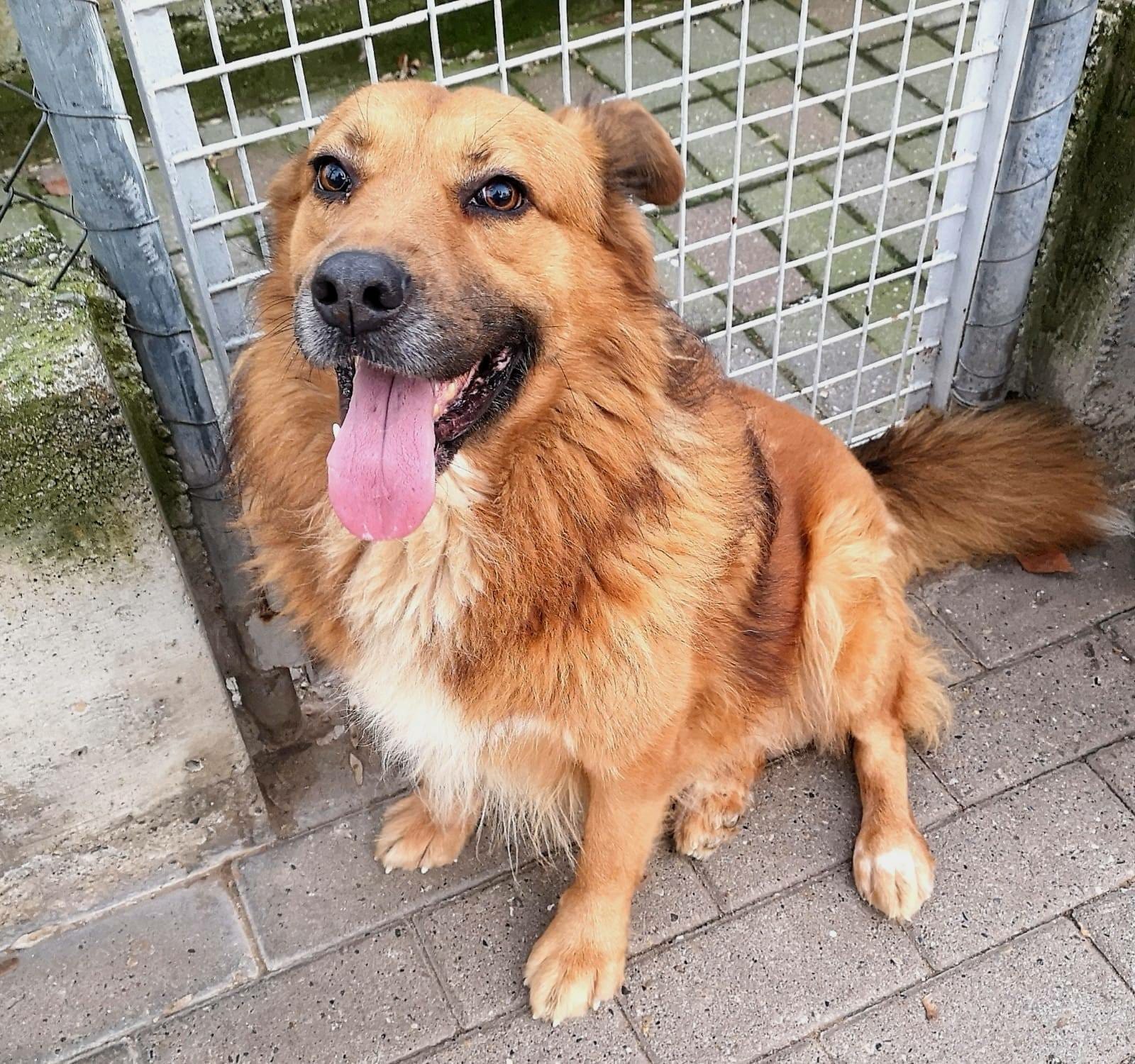 Immagine che raffigura CANI ABBANDONATI