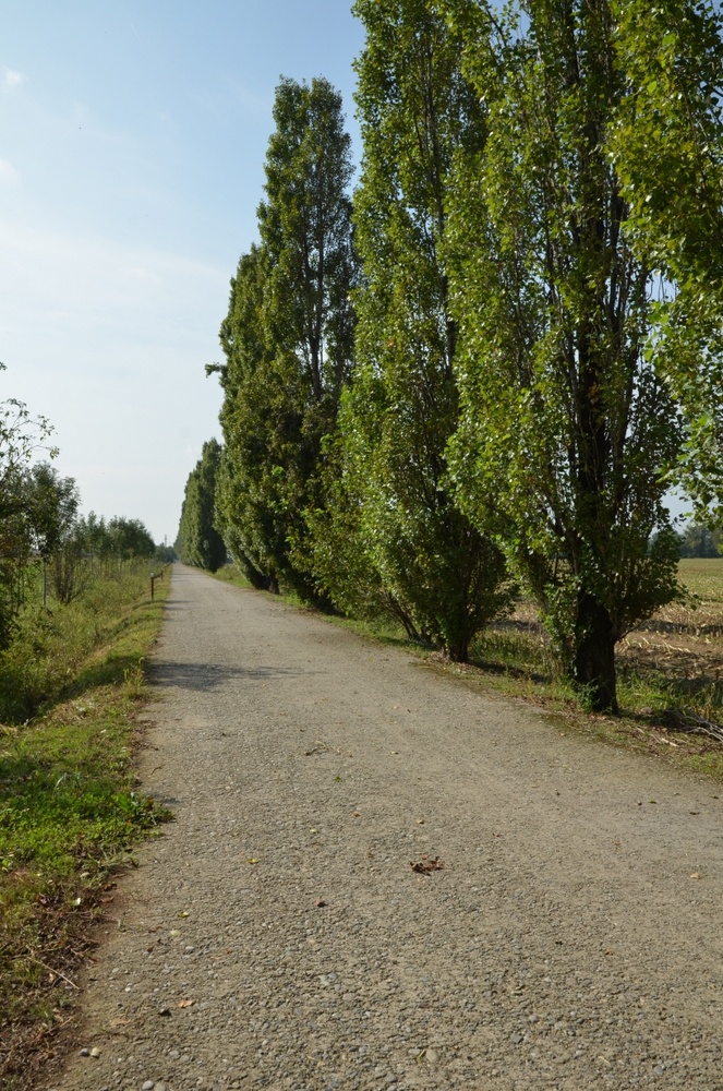 Immagine che raffigura Intervento in via B. Colleoni