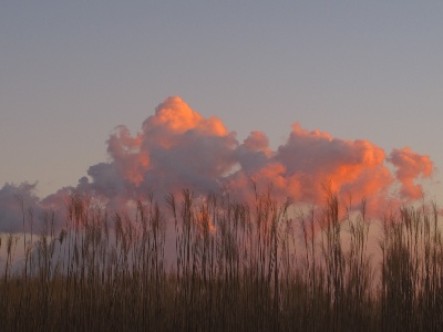 P. Cortinovis  o3  Sorgo e nuvole  IMG_1530